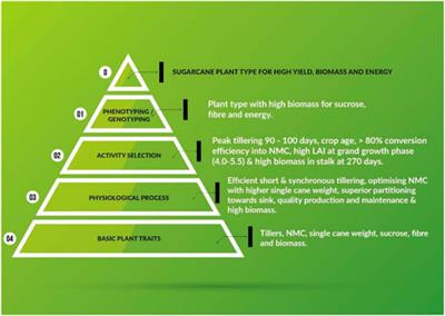 Recent Advances in Sugarcane Genomics, Physiology, and Phenomics for Superior Agronomic Traits